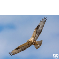 گونه سارگپه پا بلند Long-legged Buzzard